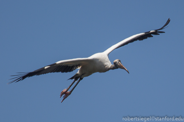 woodstork